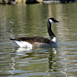 Lake Management Info